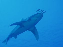 Oceanic taken off Elphenstone in November last year. Olym... by Patrick Sullivan 